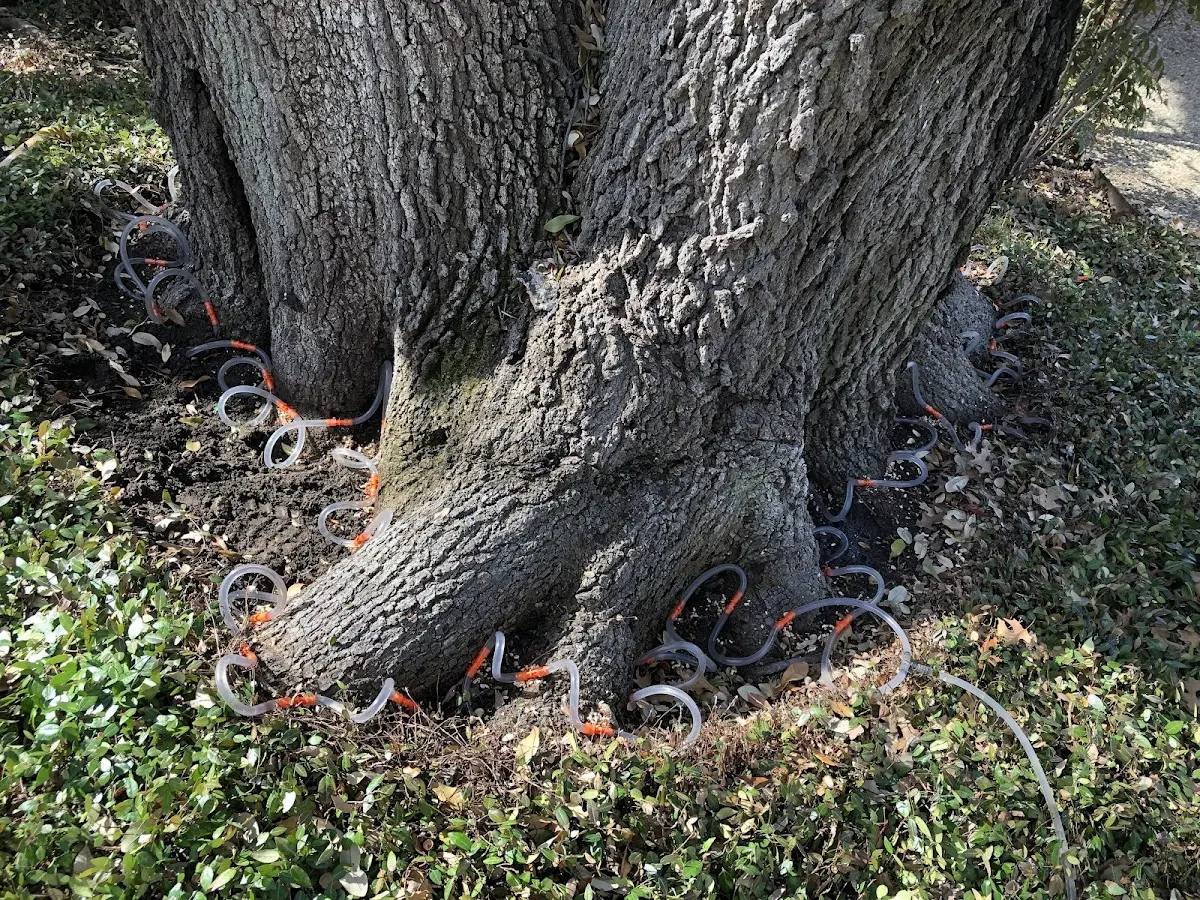 Detailed Tree Cabling and Bracing job site in Stafford Springs