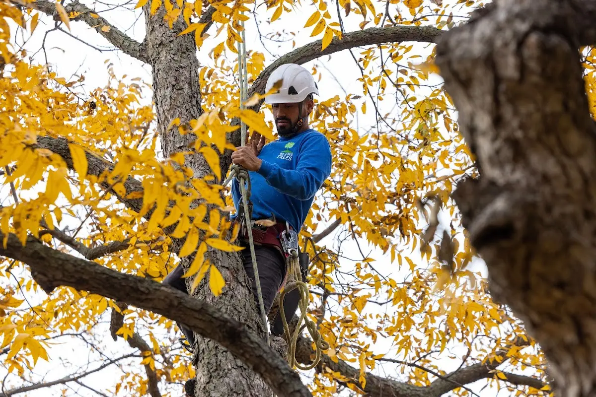 Skilled Tree Pruning crew working in Stafford Springs
